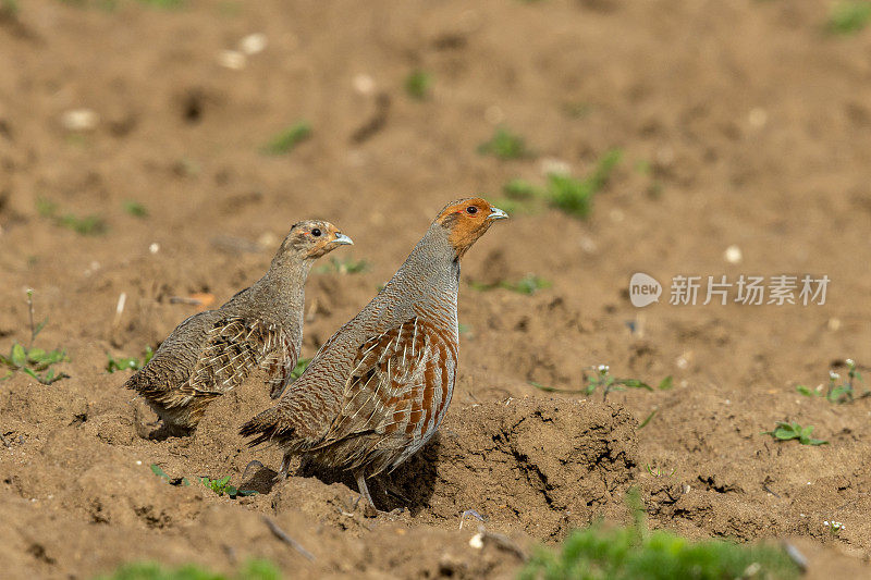 一对灰鹧鸪(Perdix Perdix)